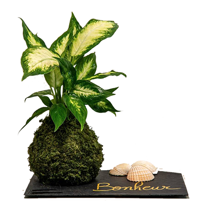 kokedama